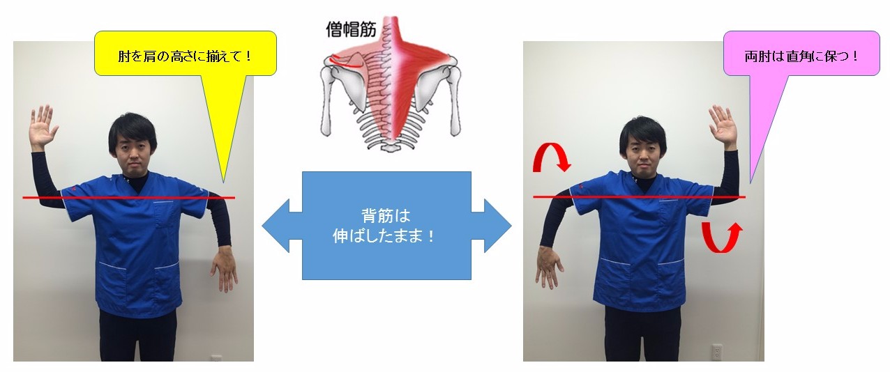 自宅で出来る運動⑥　肩甲骨運動