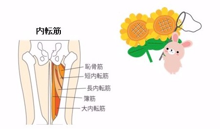 自宅でできる運動⑫　内転筋ストレッチ