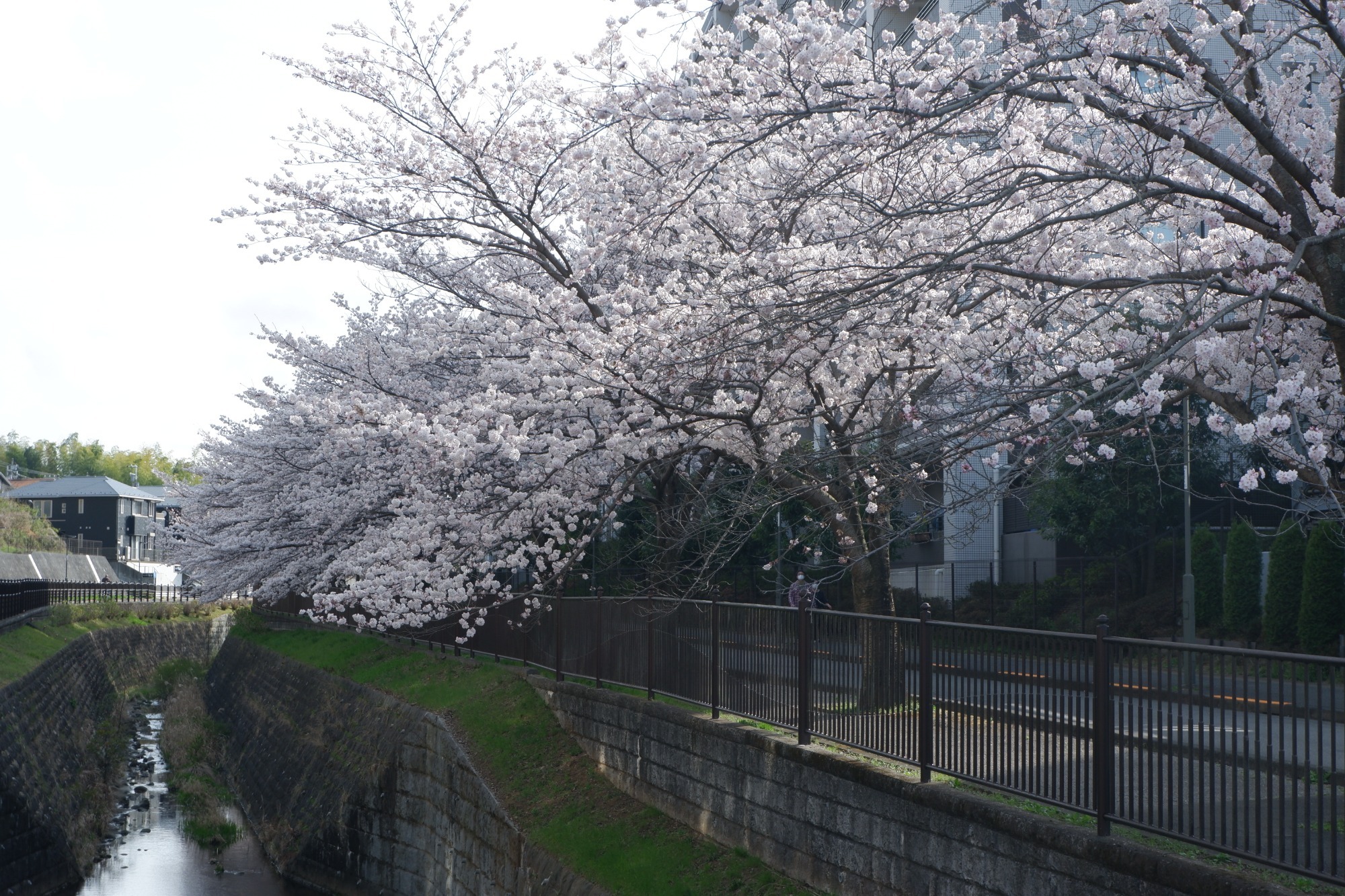 桜ウォーキングin2022